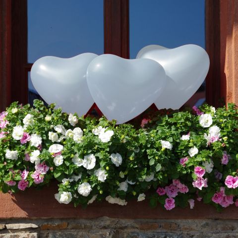 Weiße Herzballons im Blumenkasten zwischen den Blumen.